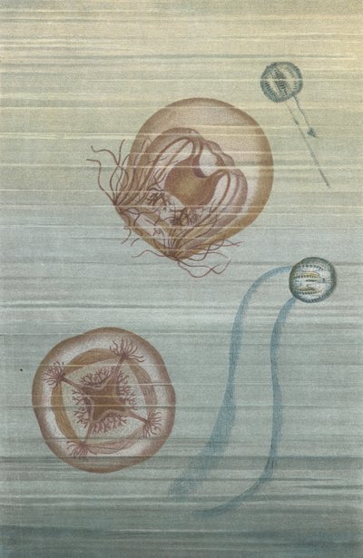 浮遊クラゲ 作： European School